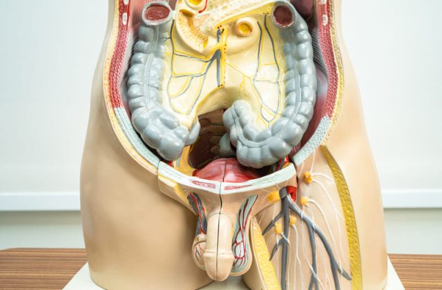 mulaj anatomic barbat ganglioni pelvini