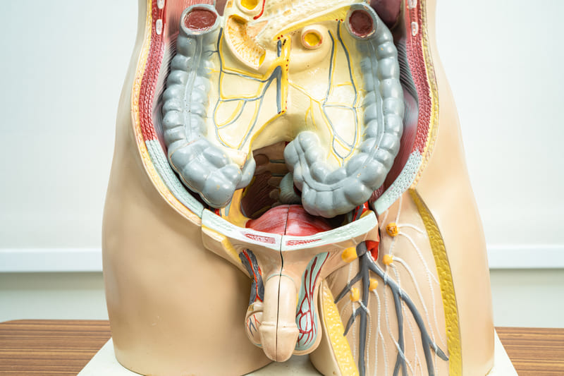 mulaj anatomic barbat ganglioni pelvini